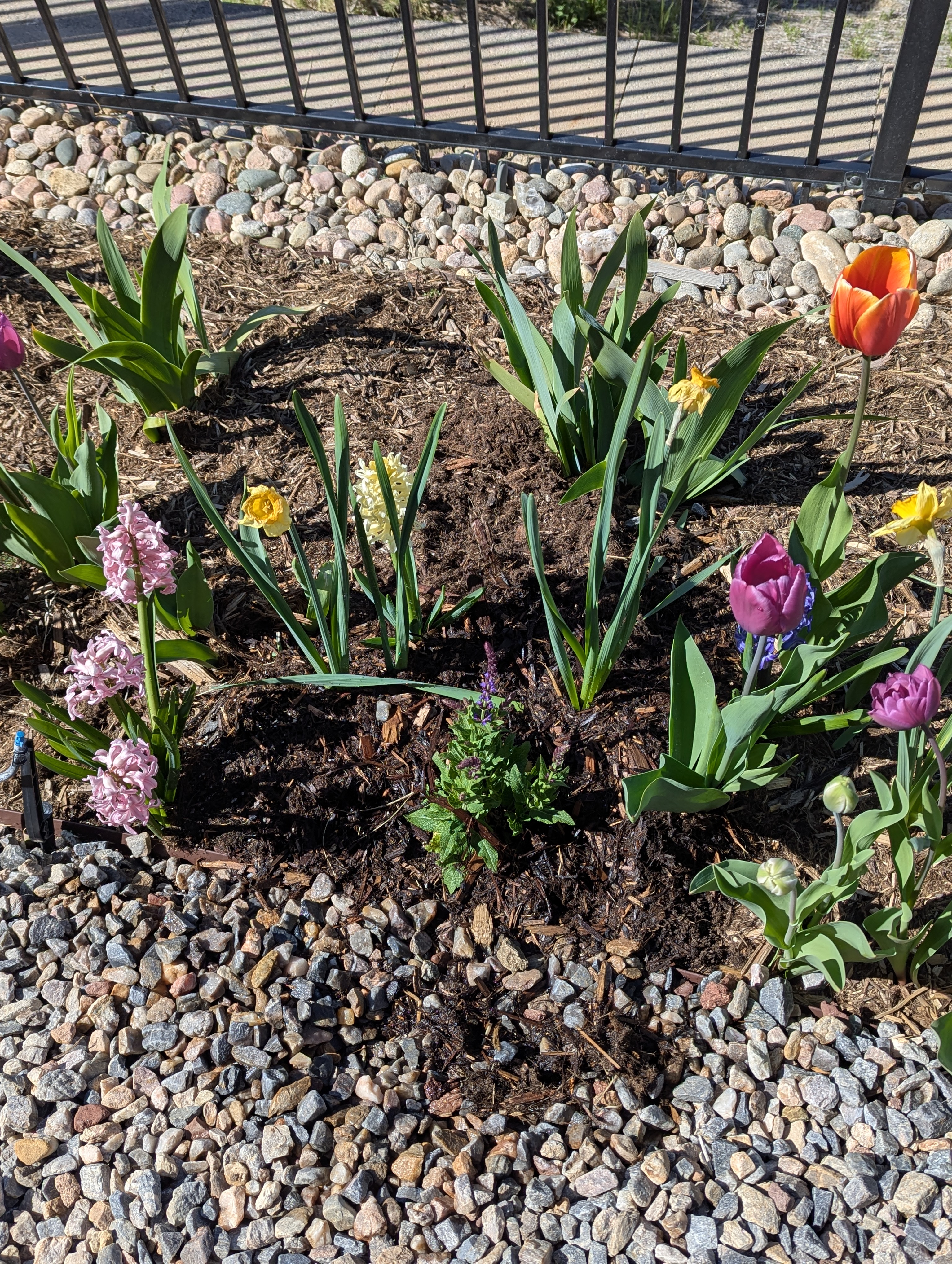 Garden, Flowers, Morrison, Colorado